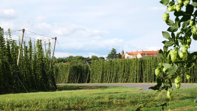Hop Field before Harvest in Steknik Village. Czech Republic.