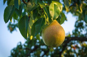Ripe pears growing on a tree