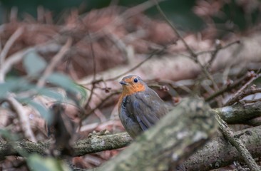 Robin in forest