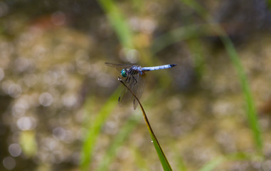A Dragonfly