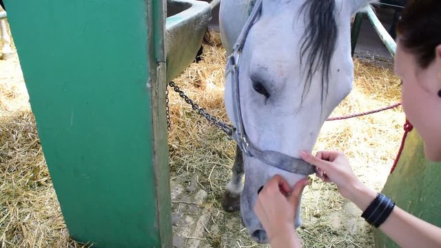 Young lady coddle white horse