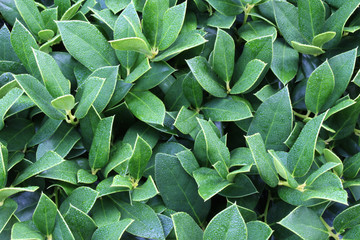 Dew covered leaves background, horizontal aspect
