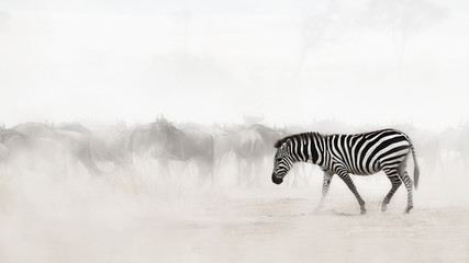 Obraz na płótnie Canvas Zebra in Dust of Africa
