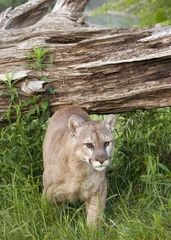 Papier Peint photo Lavable Puma Cougar sortant de la tanière