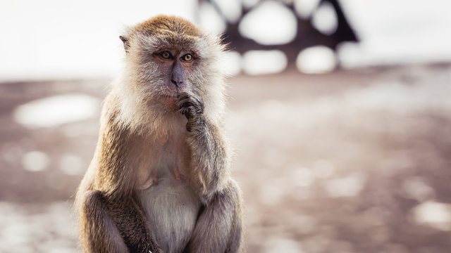 One monkey sitting