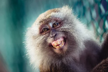 Fototapete Rund Ein Affe lächelt © Filipe Lopes