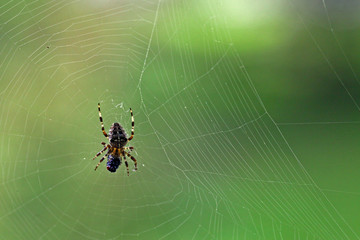 Spider and fly green backround copy space