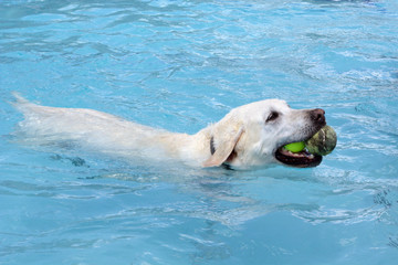 Pale almost white golden labrador retriever swimming in swimming pool with two tennis balls in the mouth