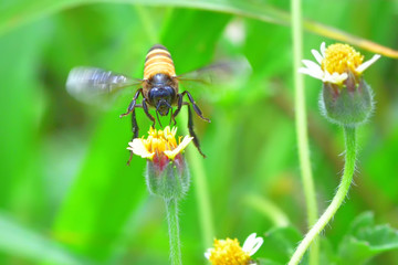 a Bee flying to the beautiful flower