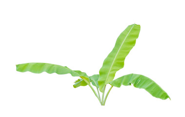 Green banana  tree isolate on a white background with clipping path.