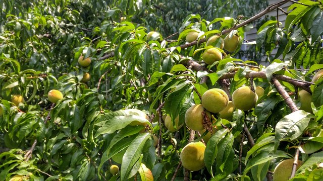 Tree filled with peaches
