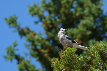 Clark's nutcracker on the green tree in British Columbia Canada.