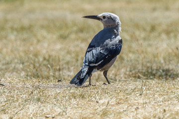 Clark's nutcracker on the dry yellow fiels in British Columbia Canada.