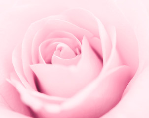 Close-up image of beautiful pink rose flower with copy space. Valentine day, love and wedding concept.