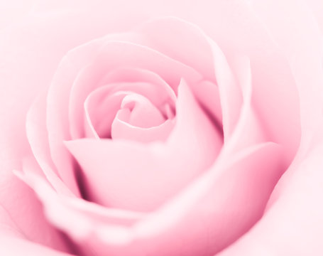 Close-up image of beautiful pink rose flower with copy space. Valentine day, love and wedding concept.