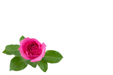 Pink rose with green leaves isolated on white background with copy space, selective focus on flower