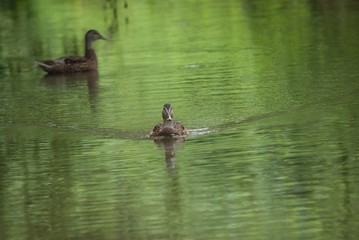 Duck - Female Mallard