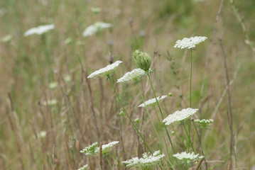 Broad flat white flowers