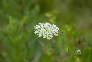 White flower and bug