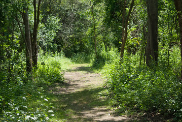 Fototapeta premium Sunny Forest Path