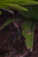 beautiful spider long horn on the leaf