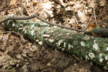 Lichen Log
