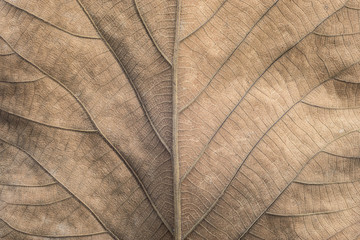 Close up to back of dry leaves for background.