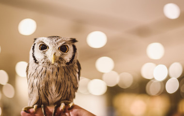 A lovely owl stands on the hands of a man with a bokeh background.