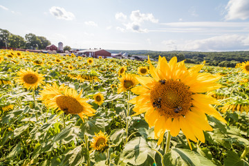 Obraz premium Field of sunflowers on a rural farm at sunset