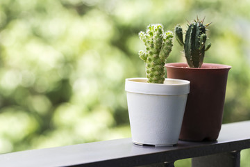 Euphorbia and Mammillaria gracilis cactus and succulent on green nature background