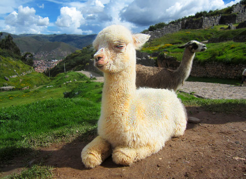 Baby llama sitting in Peru
