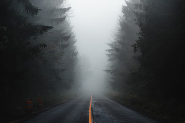 foggy road with pine trees