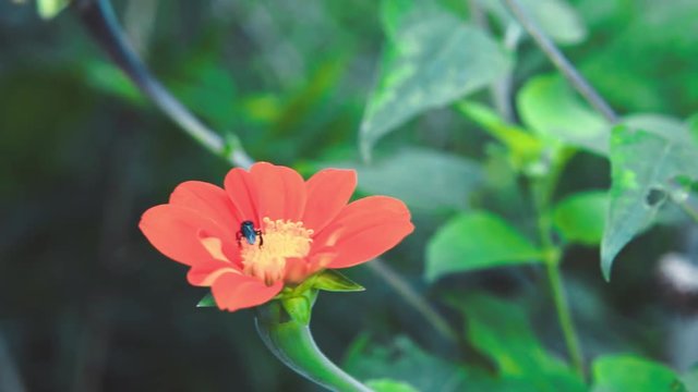 stingless bee flying on red flower.