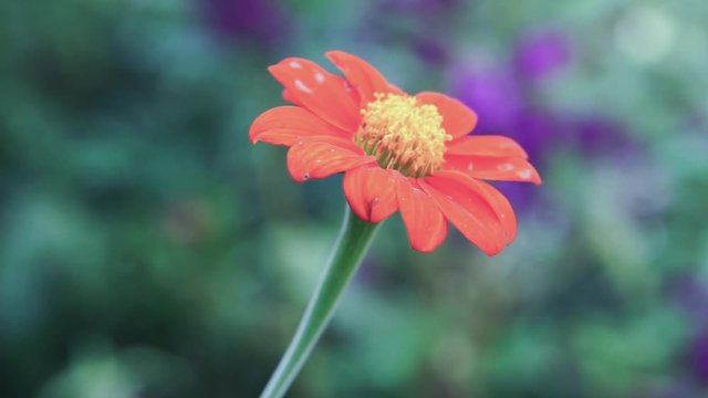 Sting less bee on flying on red flower