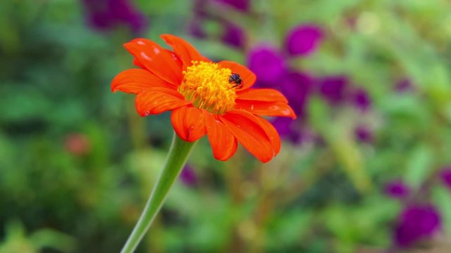 Sting less bee on flying on red flower