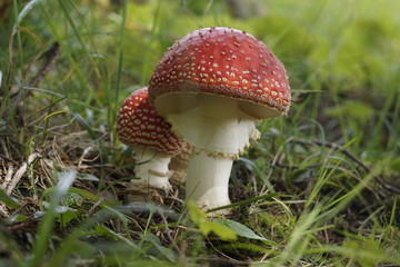 Fliegenpilz - Amanita muscaria