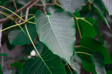 Bo leaf  Planted in Thai temple