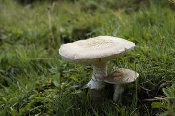 Pilzsaison im Herbst: Hutpilze im Gras