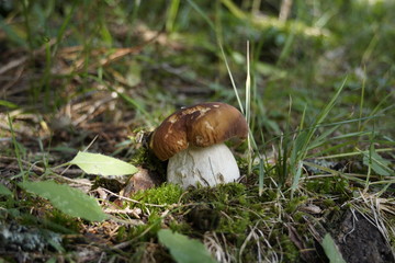 Steinpilz - Boletus edulis
