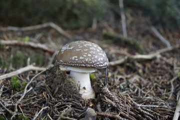 Pantherpilz - Amanita pantherina