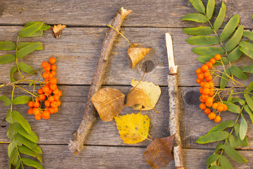 Rowan branch on a wooden background. Autumn.