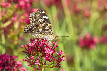 Painted lady butterfly rests on flower.