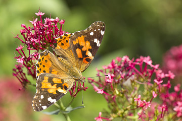 Fototapeta na wymiar Beautiful butterfly on a flower.