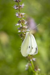 White cabbage butterfly.