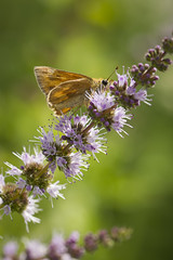 Small moth on pruple flower.
