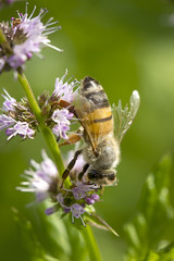 Bee gathers pollen.