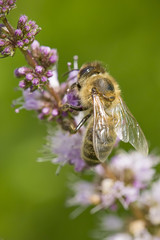 Sideview of bee on flower.