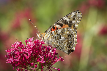 Butterfly rests on flower.