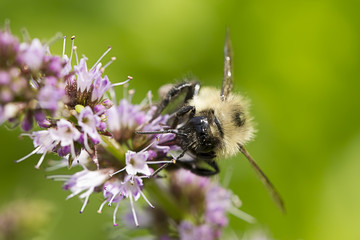 Close up of bee's face.