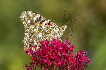 Close up of painted lady butterfly.